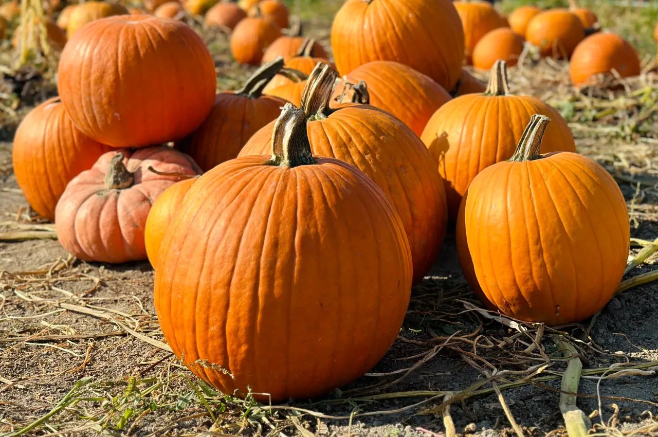 When Are Pumpkins Ready To Harvest?